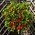 Tomate Cereja Samambaia - Lycopersicon lycopersicum - 20 Sementes - Imagem 1