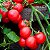Tomate Cereja Samambaia - Lycopersicon lycopersicum - 20 Sementes - Imagem 4