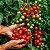 Tomate Cereja Samambaia - Lycopersicon lycopersicum - 20 Sementes - Imagem 2
