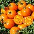 Tomate Golden Sunray: 20 Sementes - Imagem 2