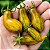 Tomate Green Sausage: 20 Sementes - Imagem 1