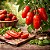 Tomate Italiano San Marzano: 20 Sementes - Imagem 1
