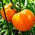 Tomate Jubileu: 20 Sementes - Imagem 2