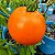 Tomate Laranja: 20 Sementes - Imagem 2