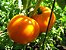Tomate Laranja: 20 Sementes - Imagem 9