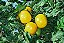 Tomate Lemon Boy: 20 Sementes - Imagem 3