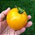 Tomate Lemon Boy: 20 Sementes - Imagem 2