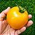 Tomate Lemon Boy: 15 Sementes - Imagem 2