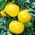 Tomate Lemon Boy: 20 Sementes - Imagem 5