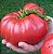 Tomate Ponderosa Red: 20 Sementes - Imagem 1