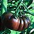 Tomate Purple Calabash: 20 Sementes - Imagem 1