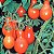 Tomate Red Pear: 20 Sementes - Imagem 5