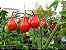 Tomate Red Pear: 20 Sementes - Imagem 6