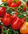 Tomate Red Pear: 20 Sementes - Imagem 7