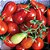 Tomate Red Pear: 20 Sementes - Imagem 1