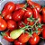 Tomate Red Pear: 20 Sementes - Imagem 1