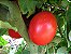 Tomate Siberiano: 20 Sementes - Imagem 6