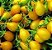 Tomate Yellow Plum: 20 Sementes - Imagem 5