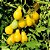 Tomate Yellow Plum: 20 Sementes - Imagem 2