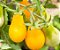 Tomate Yellow Plum: 20 Sementes - Imagem 4