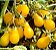 Tomate Yellow Plum: 20 Sementes - Imagem 7