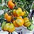 Tomate Yellow Stuffer: 20 Sementes - Imagem 7