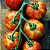 Tomate Tigerella: 20 Sementes - Imagem 1