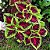 Arco Íris Flor Sortido (Coleus): 20 Sementes - Imagem 2