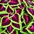 Arco Íris Flor Sortido (Coleus): 20 Sementes - Imagem 1