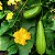 Esponja Vegetal (Bucha): 7 Sementes - Imagem 1