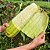 Esponja Vegetal (Bucha): 7 Sementes - Imagem 2