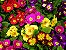 Fertilizante Forth Flores Balde 400g - Imagem 2