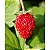 Fertilizante Forth Frutas 60ml - Imagem 3