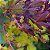 Acácia Purple Fernleaf: 7 Sementes - Imagem 1
