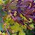 Acácia Purple Fernleaf: 7 Sementes - Imagem 8
