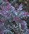 Acácia Purple Fernleaf: 7 Sementes - Imagem 6