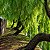 Aroeira Salsa (Schinus molle): 20 Sementes - Imagem 2