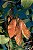 Bilro - Pau amendoim - Pteregyne nitens - 5 Sementes - Imagem 2