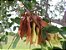 Bilro - Pau amendoim - Pteregyne nitens: 5 Sementes - Imagem 1