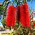 Calistemo - Callistemon viminalis: 100 Sementes - Imagem 1