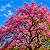 Cássia Rosea - Cassia grandis: 5 Sementes - Imagem 1