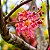 Cássia Rosea - Cassia grandis: 5 Sementes - Imagem 2