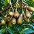 Cedro Rosa (Cedrela Fissilis): 5 Sementes - Imagem 2