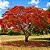 Flamboyant Vermelho - Delonix Regia - 5 Sementes - Imagem 1