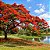 Flamboyant Vermelho - Delonix Regia - 5 Sementes - Imagem 2