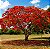 Flamboyant Vermelho - Delonix Regia - 5 Sementes - Imagem 1