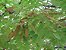 Garapa (Apuleia leiocarpa): 5 Sementes - Imagem 4