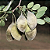 Garapa (Apuleia leiocarpa): 5 Sementes - Imagem 1