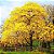 Ipê Amarelo (Handroanthus chrysotrichus): 10 Sementes - Imagem 2