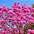 Ipê Roxo (Handroanthus impetiginosus): 5 Sementes - Imagem 1